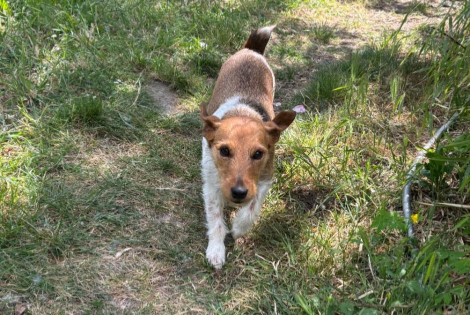Ontdekkingsalarm Hond  Vrouwtje Neuillé Frankrijk