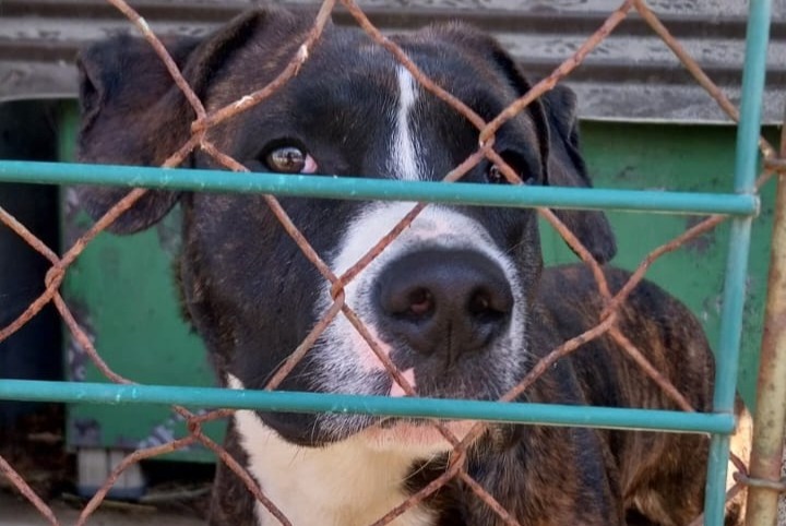 Ontdekkingsalarm Hond Onbekend Beaulieu-sur-Layon Frankrijk Ontdekkingsalarm Hond Onbekend Beaulieu-sur-Layon Frankrijk