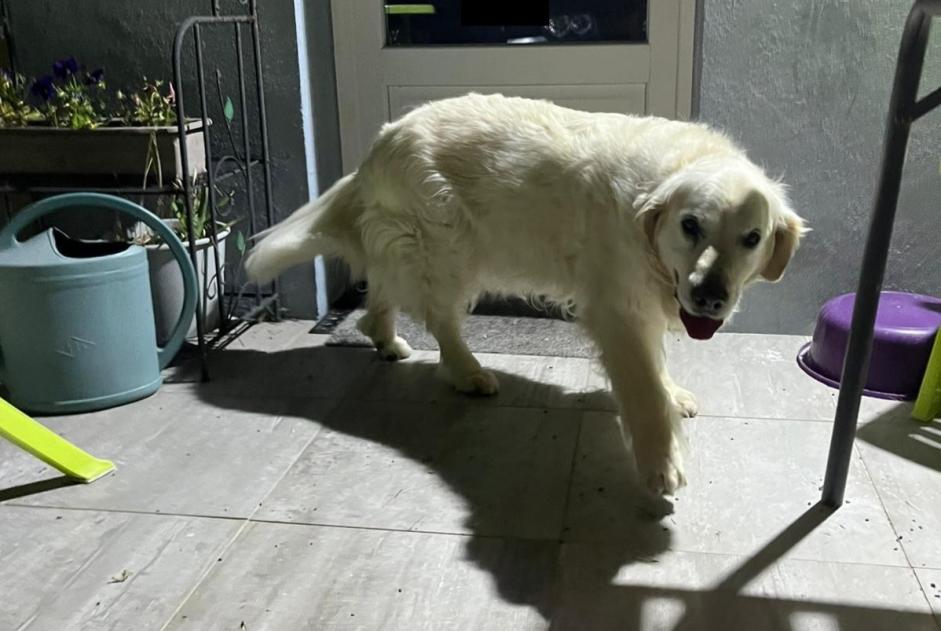 Ontdekkingsalarm Hond Vrouwtje Chemillé-en-Anjou Frankrijk Ontdekkingsalarm Hond Vrouwtje Chemillé-en-Anjou Frankrijk